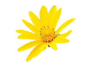 arnica